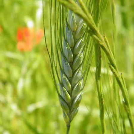 Il Glicine * Montefollonico