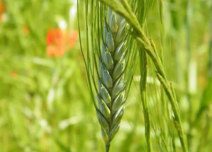 Il Glicine 3* Montefollonico